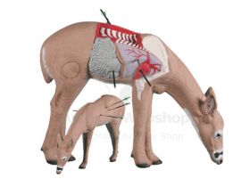 Rinehart Target 3D Anatomy Deer