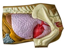 Rinehart Target 3D Anatomy Shot Placement